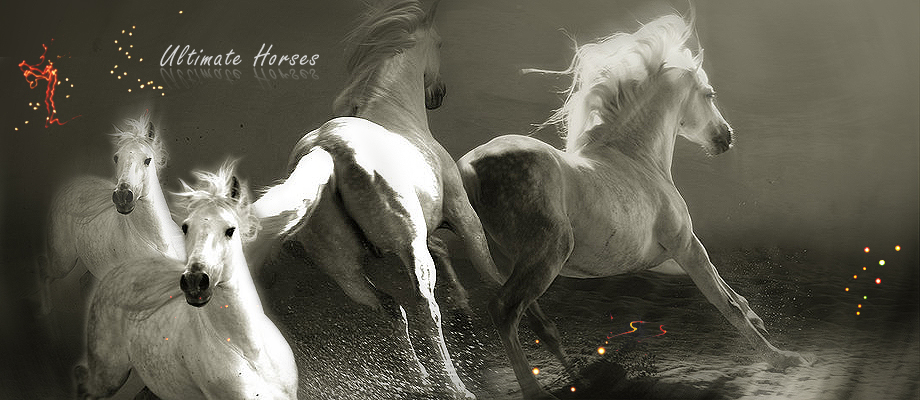 # Ultimate Horses